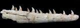 Halisaurus (Mosasaur) Jaw Section (Composited Teeth) #35033-3